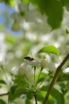 Bee collects nectar from white apple flowers