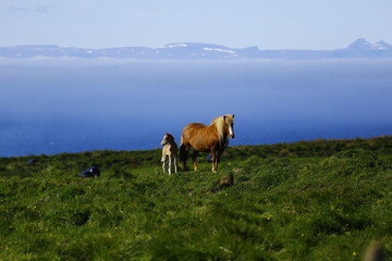 Foal and his mother above the Fjords