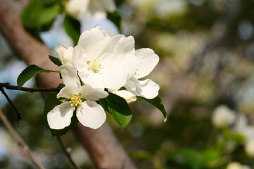 Apple tree in bloom. Blue background. Splash White, pink flowers of apple, pear. Gardening theme. Grafting, pollination.