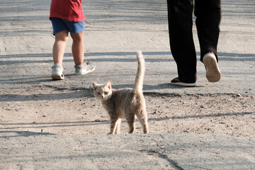 The cat turned around on the road. Shelters, animal love, protection
