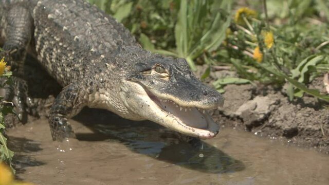 Slow motion alligator on riverbank