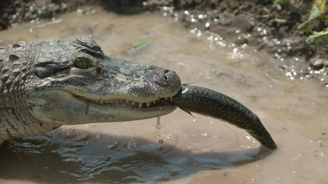 Alligator eating a fish slow motion
