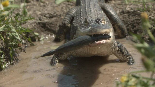 Alligator chomping down on a fish slow motion