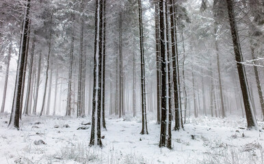Schnee an den Bäumen im Wald