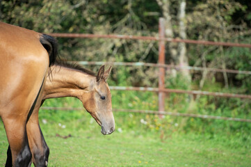 Naklejka na ściany i meble walking purebred akhalteke foal with mom in huge grass paddock