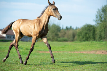 Naklejka na ściany i meble running purebred akhalteke foal in huge grass paddock