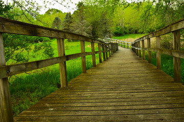 Obraz premium Wood walking bridge over wet marshy area in Michigan.
