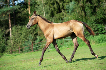 running purebred akhalteke foal in huge grass  paddock