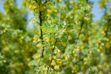 Yellow spring flowers on bush branches