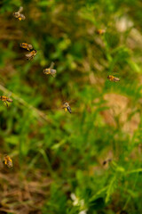 Close-up of flaying bees with pollen