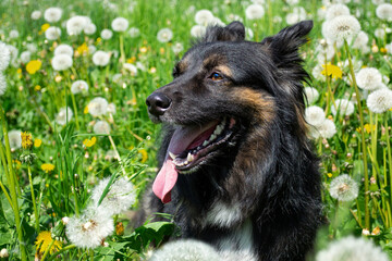A black dog in green grass and white dandelions