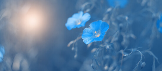 Fototapeta na wymiar Blue flax flowers on a blue toned background in sunlight. Beautiful floral art banner. Selective soft focus.