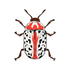 Illustration of red and white beetle with spots on white background