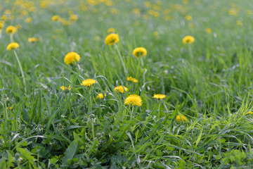 Meadow with yellow spring dandelions
