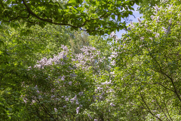 Lilac bush branches with green leaves and bright blossoming flowers