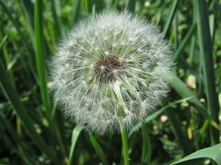Dandelion flower bloomed