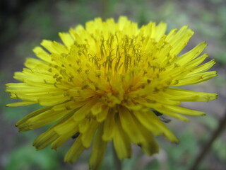 Dandelion flower close shot