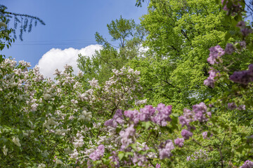 Obraz premium Lilac bush branches with green leaves and bright blossoming flowers