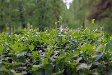 Leaves and branches of green bushes in a spring park