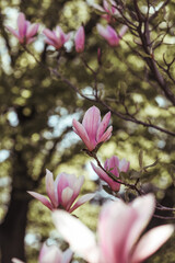 Obraz premium Spring floral background. Beautiful light pink magnolia flowers in soft light. Selective focus 