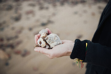 Seashells in woman's hand. Collecting empty shells, taking shells from the beach concept.