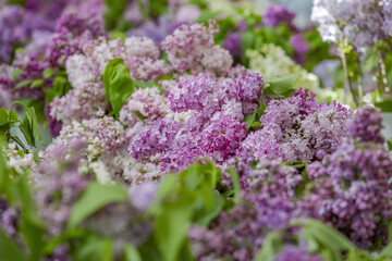 Obraz premium Lilac bush branches with green leaves and bright blossoming flowers