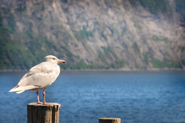Norwegian seagull against the backdrop of mountains and ocean. Selective focus with copy space