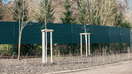 neu gepflanzte Bäume