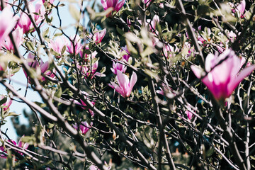 Spring floral background. Beautiful light pink magnolia flowers in soft light. Selective focus 