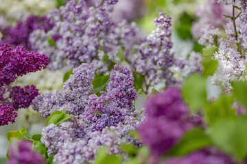 Obraz premium Lilac bush branches with green leaves and bright blossoming flowers