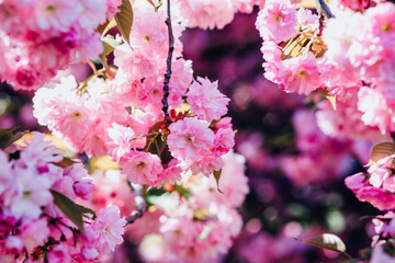 Cherry blossom background in Japan in spring. Sakura pink rose buds in spring flowers Japan. 