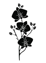 Black silhouette of orchid branches with flowers isolated on white background. Vector illustration.