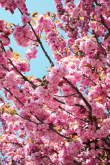 pink cherry blossom in spring
