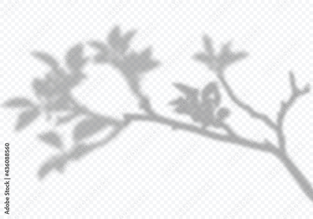 Poster Vector Transparent Shadow of Bloom Apple Tree Branch with Leaves. Decorative Design Element for Presentations and Mockups. Creative Overlay Effect