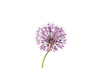 Beautiful allium flower against a white background. Allium or Giant onion decorative plant on a floral theme banner.