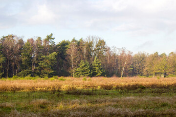 Obraz premium winter forest - Brachter Wald in Germany