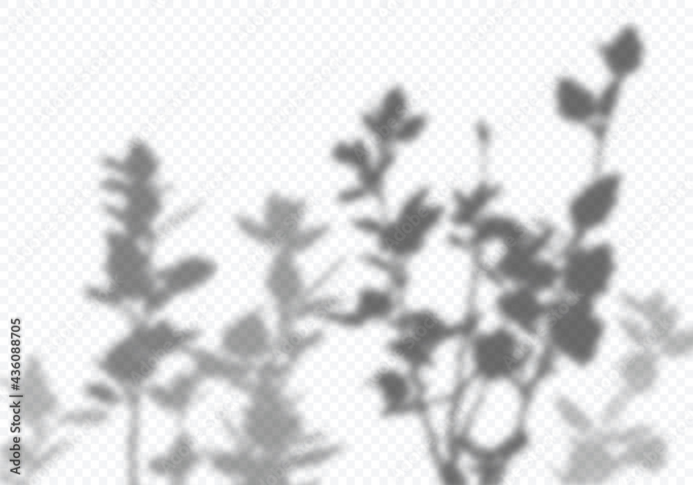 Poster Vector Transparent Shadow of Tree Branches with Leaves. Decorative Design Element for Presentations and Mockups. Creative Overlay Effect