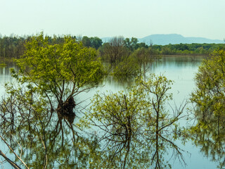 Mount Sober Bash - the main mountain of the Western Caucasus - in the blue distance, behind the smooth water of a reservoir overgrown with plants