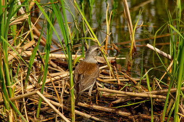 Catbird fieldfare Turdus Pilaris hunts on the coast of the village lake.