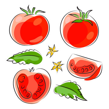 Set of red tomato whole and piece, leaves and flowers of tomato. Line drawing graphic illustration. Isolated on white.