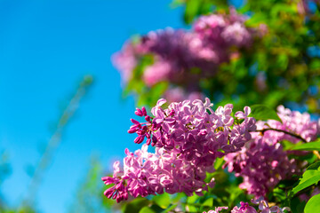Lilac flowers blooming outdoors with spring blossom