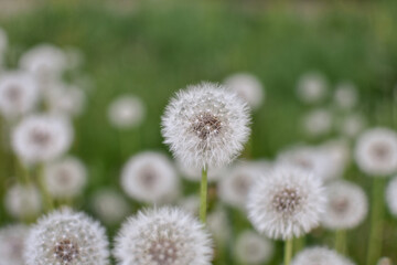 Obraz premium Fluffy, white, faded dandelion heads on a blurred background. Close-up. Spring, summer concept.
