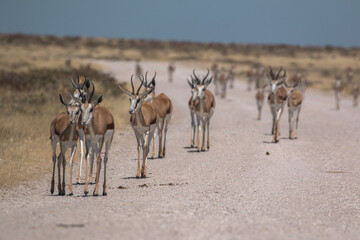 Fototapeta na wymiar springbok group coming down street in namibia etosha national park 