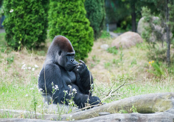 male black big gorilla