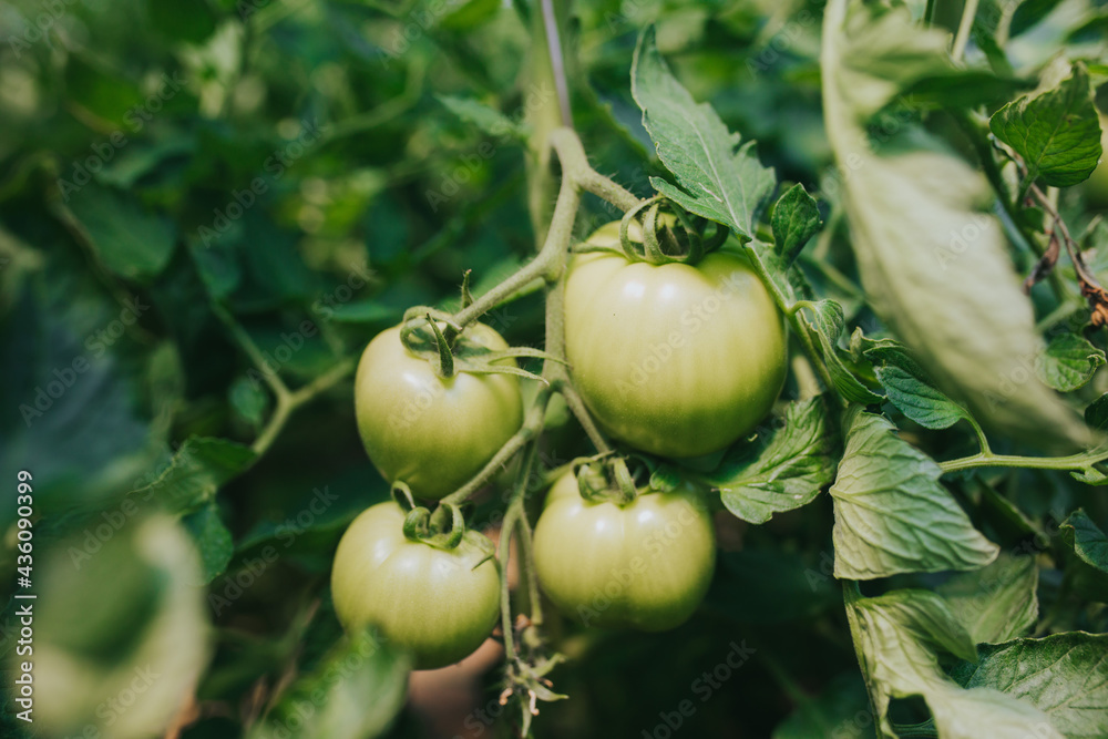 Poster Selective focus shot of green tomato plants growing in a greenhouse