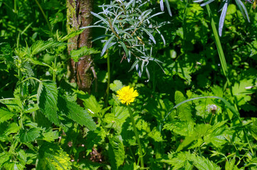yellow dandelion flower in the grass