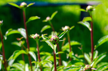 unopened peony bud in the garden
