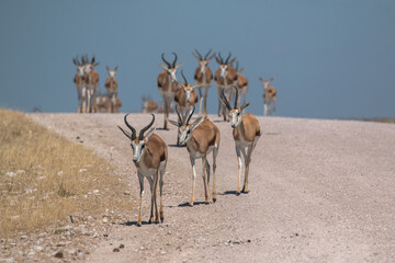 springbok group coming down street in namibia etosha national park 