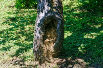 the trunk of an old apple tree in the garden
