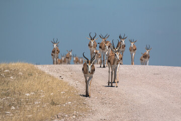 springbok group coming down street in namibia etosha national park 